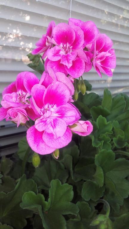 Apartment Cvetek Janez ボーヒニ エクステリア 写真